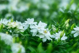诗词风物：闲看中庭栀子花图片
