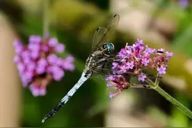 夏日里的可爱小虫，你认识几种？图片