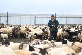 新华全媒+|牧羊人马有福：见证塔拉滩由沙地变绿野图片