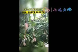 满城尽是芒果香 快来元江过芒果节图片