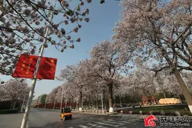 昔日风沙盐碱地 今成生态示范县图片