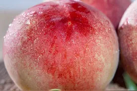 龙泉山白凤水蜜桃，嫩到掐出水，一年就吃15天图片