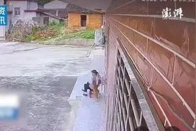 张家界多位村民遭猴子攻击受伤，林业局：将驱赶猴子并补偿受伤村民图片