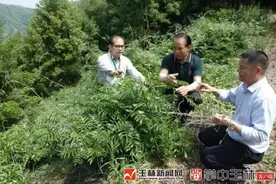 玉林这片八角林里竟藏着个“宝贝”，可入药也可食用图片