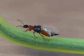 毒液堪比硫酸！这种黑红相间的虫子飞到身上，千万别拍，千万别拍，千万别拍图片