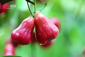 长在树上的矿泉水上市了图片