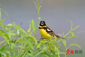 罕见！哈尔滨拍到“鸟中大熊猫”黄胸鹀图片