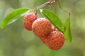 今年杨梅再不吃就没了，荔枝也是图片