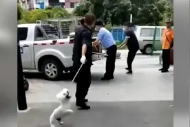 武汉一宠物店内多只小狗被民警带走，警方：核查狗证后已交还视频封面
