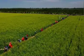 十三户村的千亩油菜花开了图片