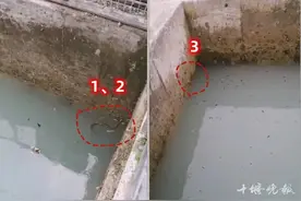 头皮发麻！十堰这个水池里发现一窝剧毒蛇！消防出动图片