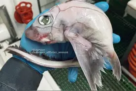 俄罗斯渔民发现怪异深海鱼 眼球突起没有瞳孔图片