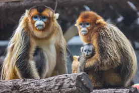 北京动物园添丁进口201只小宝宝，小动物特别敏感，您可别去吓唬图片