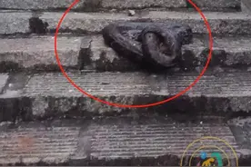 吓坏！一登山道惊现大蟒蛇图片