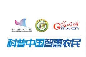 为何抗蚜小麦品种匮乏？科学家揭示麦蚜危害机制图片