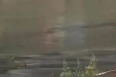 热闻｜狗狗落水女子喊救命？16岁男孩下河施救不幸溺亡引热议图片