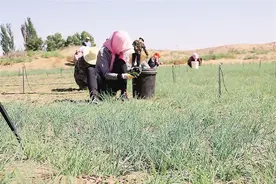 阿拉善沙葱成了“致富宝”图片