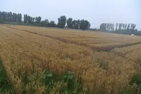 北京最大农业试验基地 看科学家怎么收麦子图片