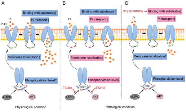 原发性家族性脑钙化研究取得进展