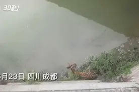 30秒｜小鹿跑进公园城市 成都九里堤惊现梅花鹿图片