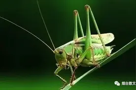 林成功｜|蝈鸣风彩山图片