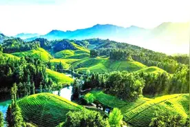 “五动”协同发力 做大做优鹤峰茶图片