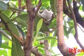 稀奇！四川乐山一果树惊现铁丝鸟巢，还有一枚巨蛋 专家：系人为安放图片