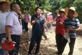 三亚引导种植榴莲及榴莲蜜 拓宽致富门路图片