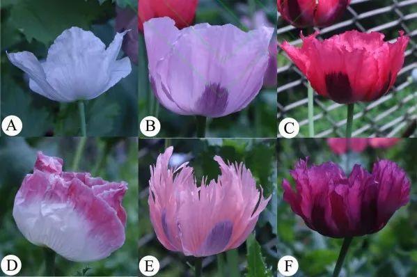 如何快速识别罂粟等毒品原植物?丨花花万物丨国际禁毒日