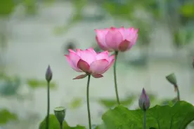 盛夏荷塘美图片