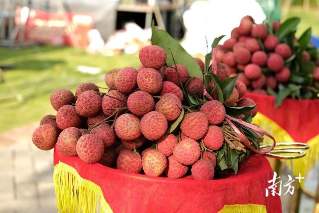 ������֦+����¶Ӫ+300��Ԫ����ȯ��弲������ڹ������ô��