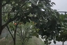 山东多地强降雨已到货，情报员用镜头记录雨情，你那下了吗？图片