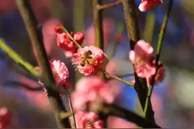 澳大利亚发布蜜蜂“居家”令图片