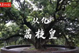 “大树底下听古仔”⑧丨470岁“荔枝皇”藏身从化太平镇图片