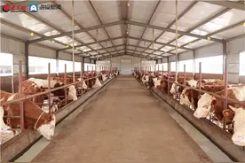 乡村振兴丨顺河村里牛肉香，一年产值4000万——诸城市百尺河之大顺河肉牛养殖篇图片