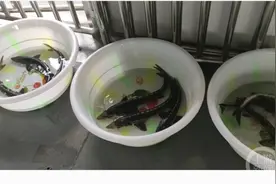 长江鲟、胭脂鱼、岩原鲤……5000余尾长江上游珍稀特有鱼类“回家”了图片