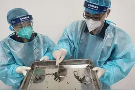 北京海关在邮递渠道再次截获活体火蝾螈图片