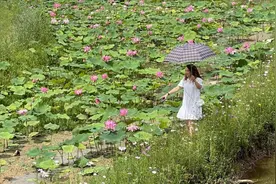 重庆“普者黑”500亩荷花绽放 展现美丽乡村生态新图景图片
