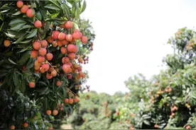 增城荔枝炙手可热，今年总产量预计4.5万吨图片