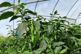 “辣椒之王”的困扰：外地椒进樟树港“洗澡”，假货是原产几十倍图片