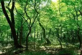 历经六小时，警民携手寻回走失女孩图片