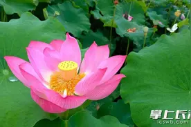 映日荷花别样红，农大百亩荷花等你来赏图片