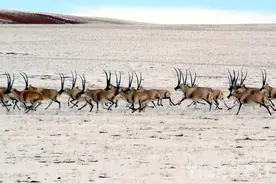 留在心中的歌：藏北高原“三兽”，荒原生命里的最好代表图片