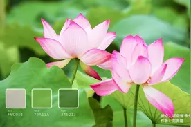 沐浴夏日｜一起来看看夏天的颜色有多美图片