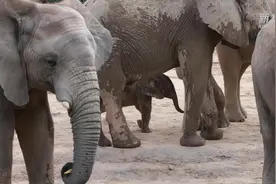 广东长隆：非洲象连续喜添新丁图片