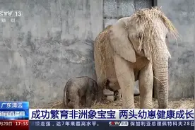 太可爱了！广东清远繁育两头非洲象宝宝图片