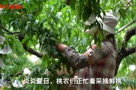 绿色防控的桃子长得好看，吃得更安全图片