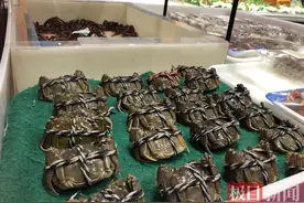 螃蟹上岸！本地“六月黄”爬进市场，一只十多元吃不到两钱肉图片