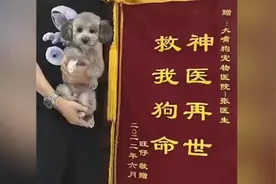 男子以狗子名义送锦旗致谢宠物医生：神医再世，救我狗命视频封面