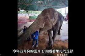 四川雅安碧峰峡大象“脚烂了还在表演”？记者实地探访：大象健康，表演已取消图片